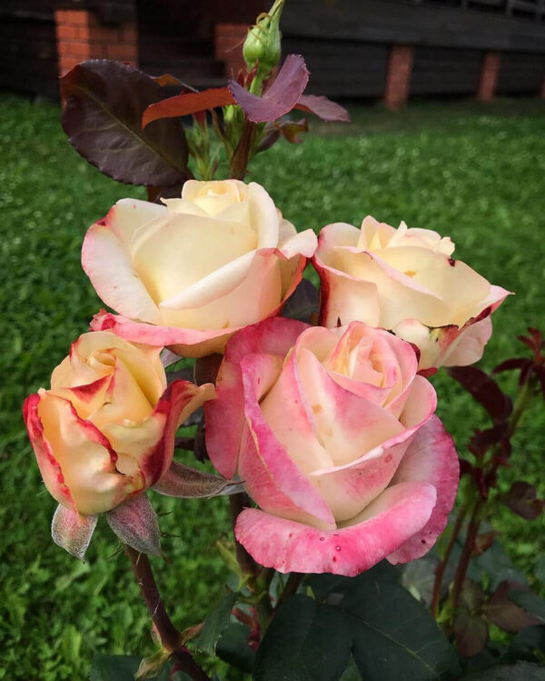 Троянда Бела Перла (Belle Perle)