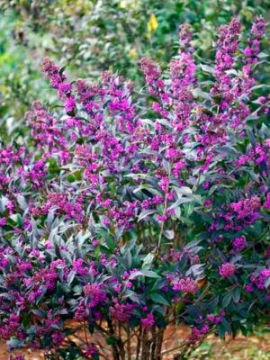 Красивоплідник Бодіньєра (Калікарпа Бодіньєра) Саджанці дворічні