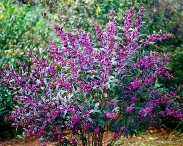 Красивоплідник Бодіньєра (Калікарпа Бодіньєра) Саджанці дворічні