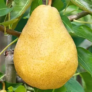 абат фетель Груша Абат фітель