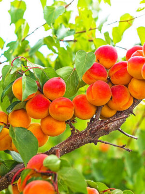 Абрикос Світ Кот