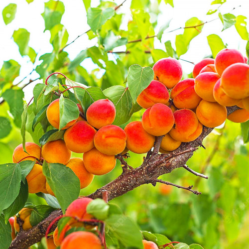 abrikossvitkot-500x500 Абрикос Світ Кот