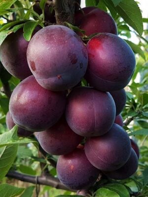 Абрикоса "Чорний принц", середній термін дозрівання