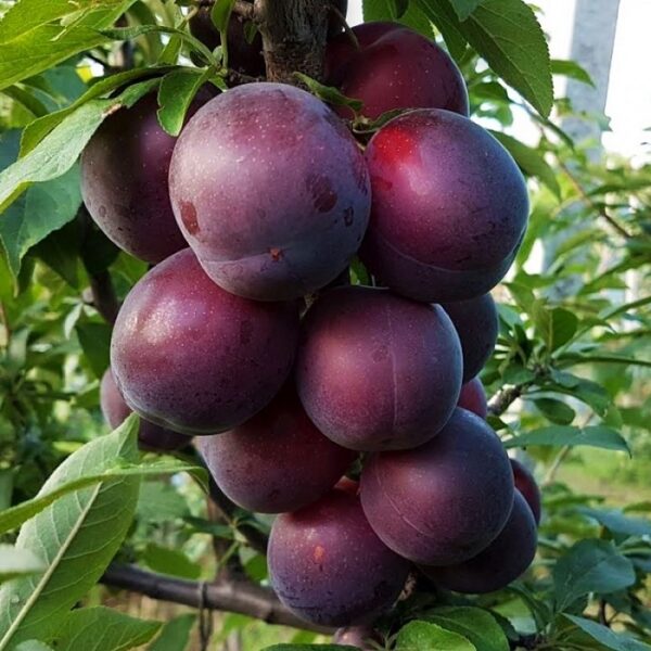 Абрикоса "Чорний принц", середній термін дозрівання