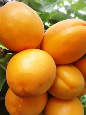 Абрикос Голден Річ Абрикос Голден Річ