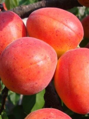 Абрикос Краснощокий, ранній сорт