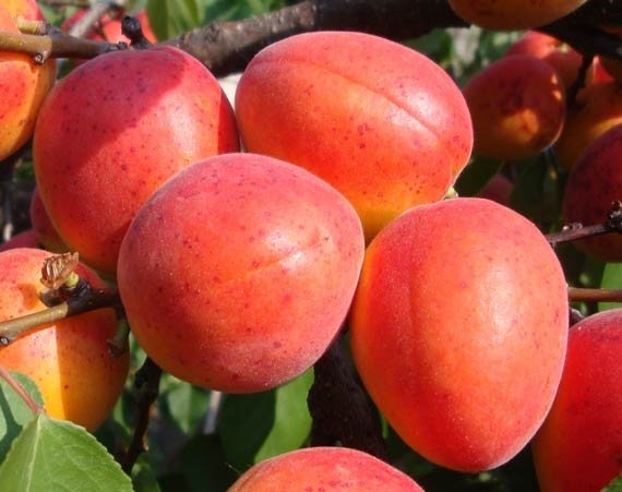 Абрикос Краснощокий, ранній сорт