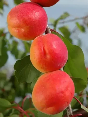 Абрикос Меджик Кот