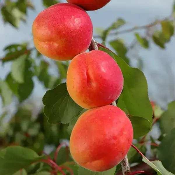 Абрикос Меджик Кот Абрикос Меджик Кот