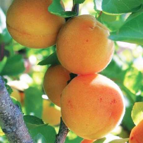 Абрикос Персиковий, середньостиглий сорт