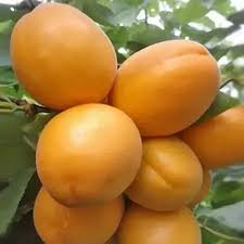 Абрикос Первайс, Абрикос Первайс, колоновидний