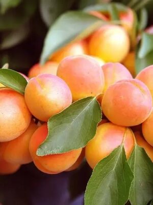 Абрикос ранній "Червневий ранній", саджанці дворічні