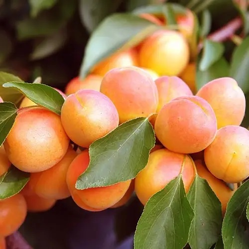 Абрикос ранній “Червневий ранній” Абрикос ранній "Червневий ранній", саджанці дворічні