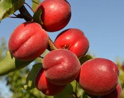 Абрикос Рубіста Абрикос Рубіста