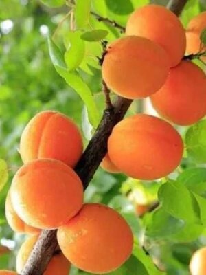 Абрикос Санні колона Абрикос Санні колона