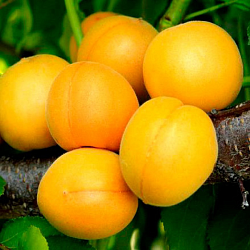 Абрикос "Шалах Ананасовий" саджанці двохрічні