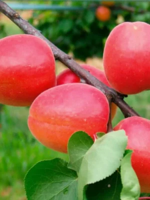 Абрикос "Вондер Кот", ранній сорт