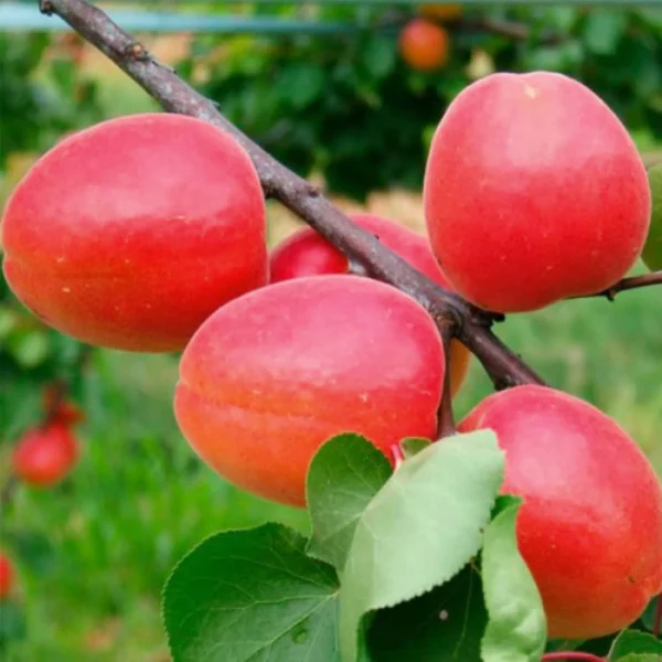 Абрикос "Вондер Кот", ранній сорт