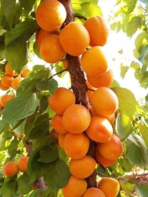 Абрикоса Принц Март колона