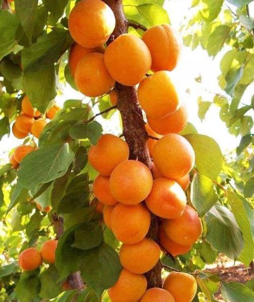 Абрикоса Принц Март Абрикоса Принц Март колона