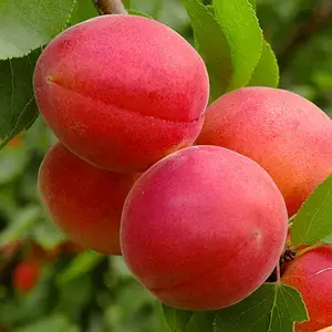 Абрикоса "Сирена" - пізній сорт