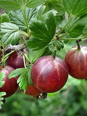 Аґрус "Аристократ"(з шипами)