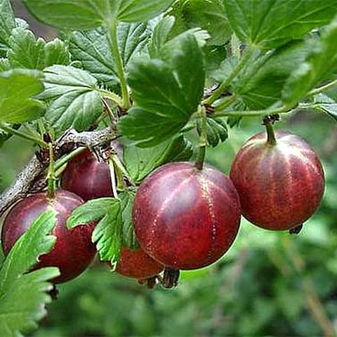 Аґрус "Аристократ"(з шипами)