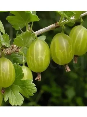 Аґрус -"Ексклюзив"(без шипів)