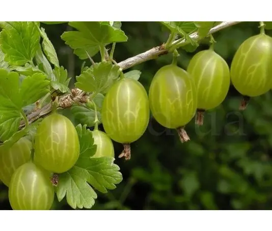 Аґрус -"Ексклюзив"(без шипів)