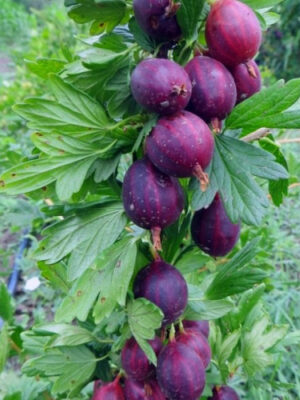 Аґрус -крижовнік "Чорна капля"