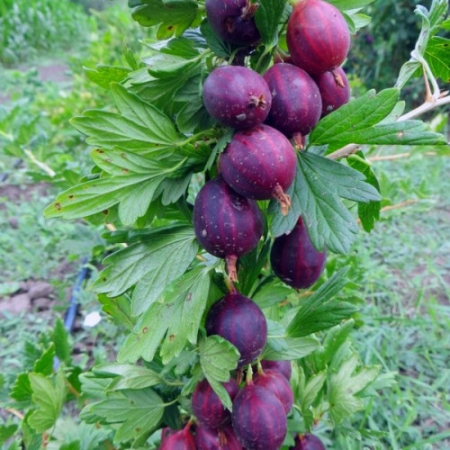 Аґрус -крижовнік "Чорна капля"