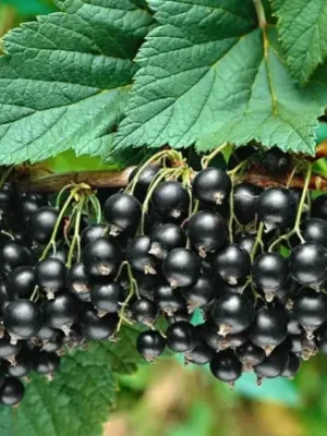 Аґрус -крижовнік  "Чорний жемчуг"(без шипів)
