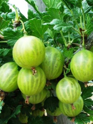 Аґрус (крижовнік) "Джерело"