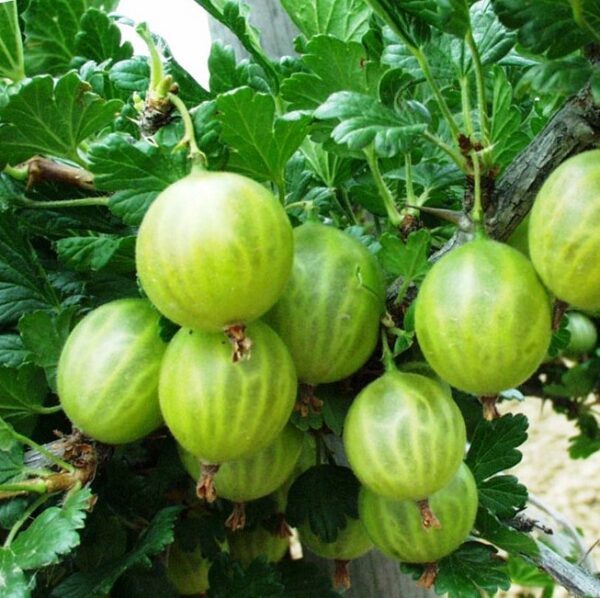 Аґрус (крижовнік) "Джерело"