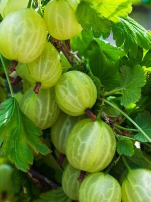 Аґрус -крижовнік штамбовий "Зелений дощ"