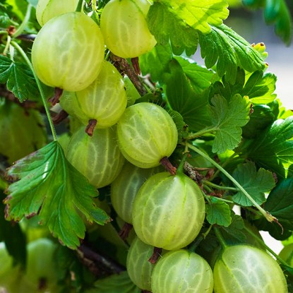 Аґрус -крижовнік штамбовий "Зелений дощ"