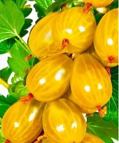 Аґрус -крижовнік "Золотистий"(без шипів)