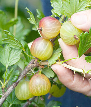 Аґрус "Рефламба" на штамбі