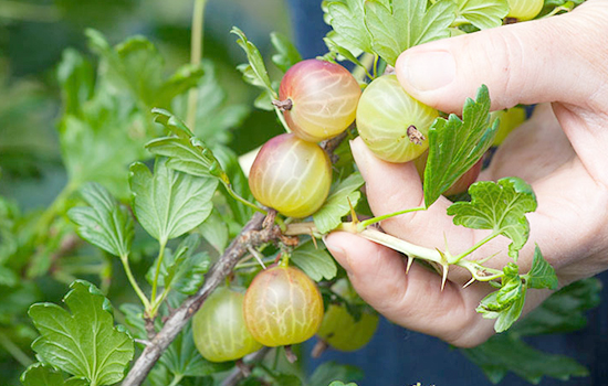 Аґрус "Рефламба" на штамбі