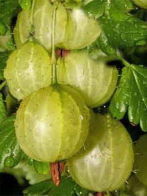 Аґрус -"Зелений гостинець" (без шипів)