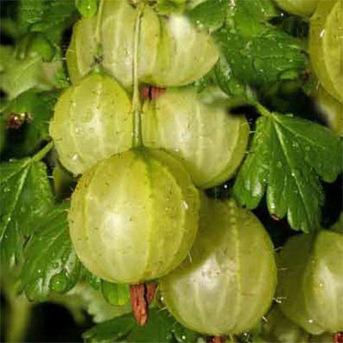 Аґрус -"Зелений гостинець" (без шипів)