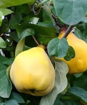 Айва Чемпіон Айва Чемпіон (грушоподібна)