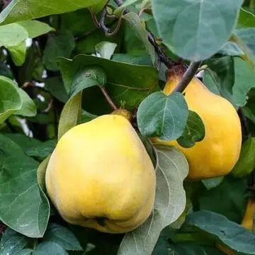 Айва Чемпіон Айва Чемпіон (грушоподібна)