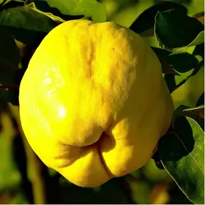 Айва "Кодрянка", саджанці дворічні