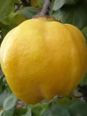 Айва "Марія", саджанці дворічні