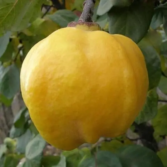 Айва "Марія", саджанці дворічні