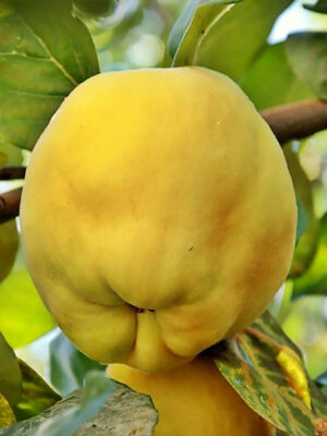 Айва "Мудра", саджанці дворічні