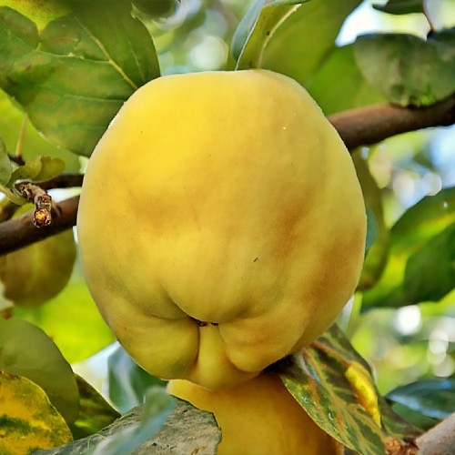 Айва "Мудра", саджанці дворічні