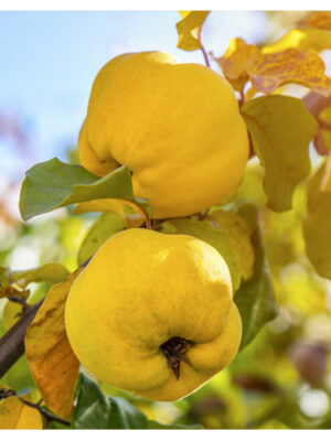 Айва "Соковита" саджанці дворічні