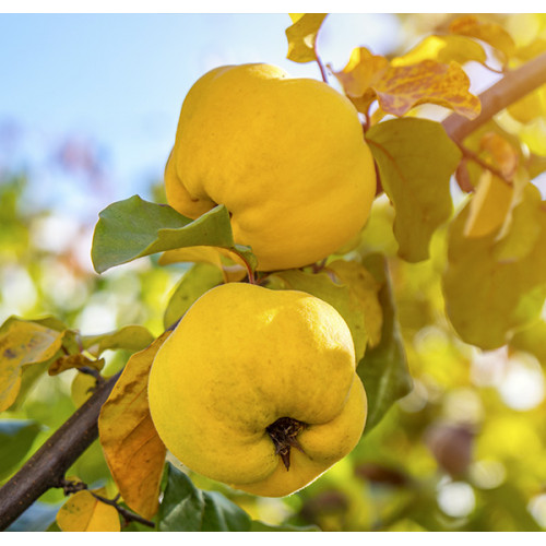 Айва "Соковита" саджанці дворічні